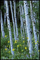 Sunflowers, lupines and aspen forest. Grand Teton National Park, Wyoming, USA.