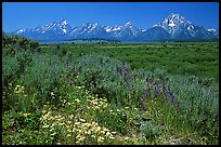 Wildflowers and Teton range, morning. Grand Teton National Park ( color)