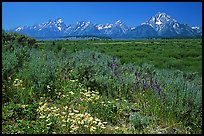 Wildflowers and Teton range, morning. Grand Teton National Park, Wyoming, USA. (color)