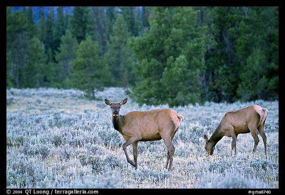 Cow Elk in meadow a dusk. Grand Teton National Park, Wyoming, USA.