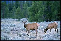 Cow Elk in meadow a dusk. Grand Teton National Park, Wyoming, USA.