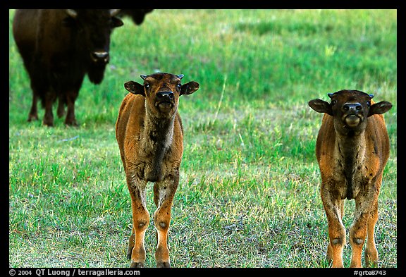 Bison calves. Grand Teton National Park, Wyoming, USA.