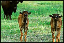 Bison calves. Grand Teton National Park, Wyoming, USA.