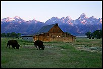 Bisons in front of barn below Teton range. Grand Teton National Park ( color)