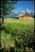 Pasture and historical barn at the base of mountain range. Grand Teton National Park, Wyoming, USA.
