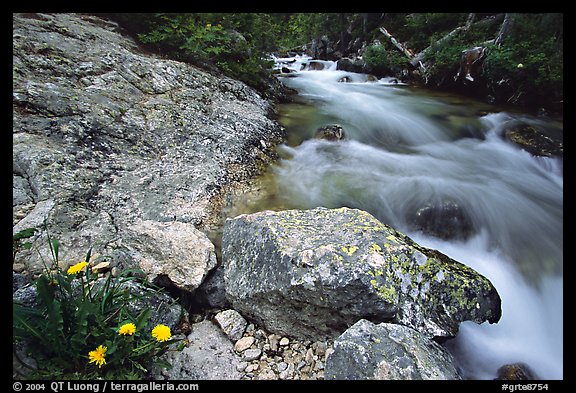 Dandelion along Cascade Creek. Grand Teton National Park (color)