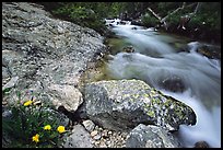 Dandelion along Cascade Creek. Grand Teton National Park, Wyoming, USA.