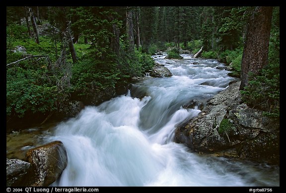 Cascade Creek and dark forest. Grand Teton National Park (color)