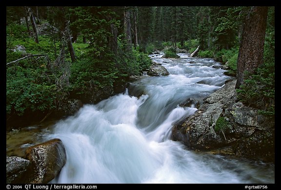 Cascade Creek and dark forest. Grand Teton National Park, Wyoming, USA.