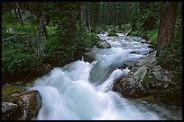 Cascade Creek and dark forest. Grand Teton National Park, Wyoming, USA.