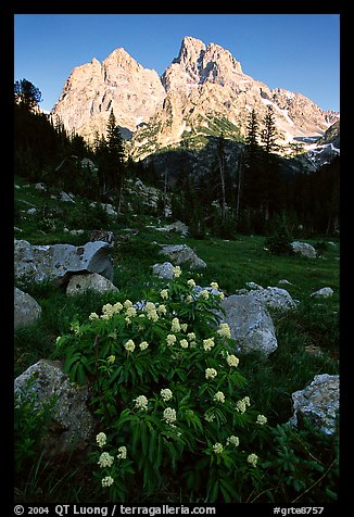 Columbine and Tetons, evening. Grand Teton National Park, Wyoming, USA.