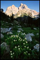 Columbine and Tetons, evening. Grand Teton National Park, Wyoming, USA. (color)