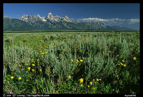 Arrowleaf balsam root and Teton range, morning. Grand Teton National Park, Wyoming, USA.