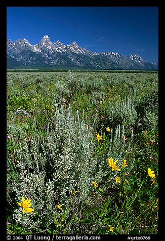 Arrowleaf balsam root and Teton range, morning. Grand Teton National Park, Wyoming, USA.