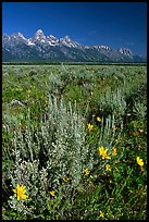 Arrowleaf balsam root and Teton range, morning. Grand Teton National Park, Wyoming, USA. (color)