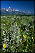 Arrowleaf balsam root and Teton range, morning. Grand Teton National Park, Wyoming, USA. (color)