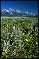 Arrowleaf balsam root and Teton range, morning. Grand Teton National Park, Wyoming, USA.