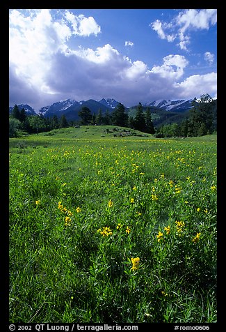 Yelloe summer flowers in Horseshoe park. Rocky Mountain National Park, Colorado, USA.