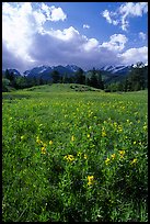 Yellow summer flowers in Horseshoe park. Rocky Mountain National Park, Colorado, USA.