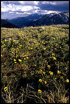 Alpine flowers on the tundra along Trail Ridge road. Rocky Mountain National Park, Colorado, USA.