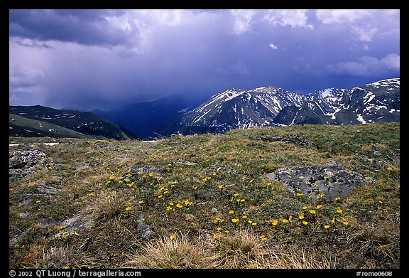 Alpine wildflowers and summer storm along Trail Ridge road. Rocky Mountain National Park, Colorado, USA.