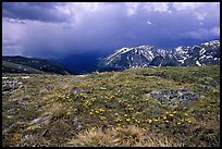 Alpine wildflowers and summer storm along Trail Ridge road. Rocky Mountain National Park, Colorado, USA. (color)