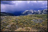 Alpine wildflowers and summer storm along Trail Ridge road. Rocky Mountain National Park, Colorado, USA.