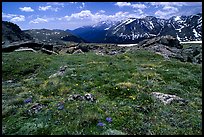 Alpine flowers on  tundra along Trail Ridge road. Rocky Mountain National Park, Colorado, USA.