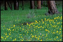 Flowers and tree trunks. Rocky Mountain National Park, Colorado, USA.