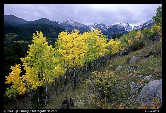 Aspens and mountain range in Glacier basin. Rocky Mountain National Park, Colorado, USA.