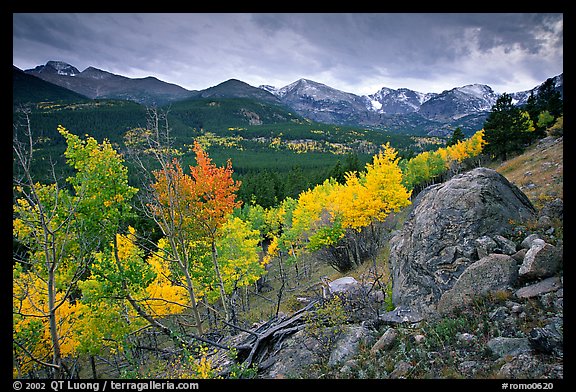 Aspens and mountain range in Glacier basin. Rocky Mountain National Park, Colorado, USA.