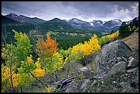 Aspens and mountain range in Glacier basin. Rocky Mountain National Park, Colorado, USA.