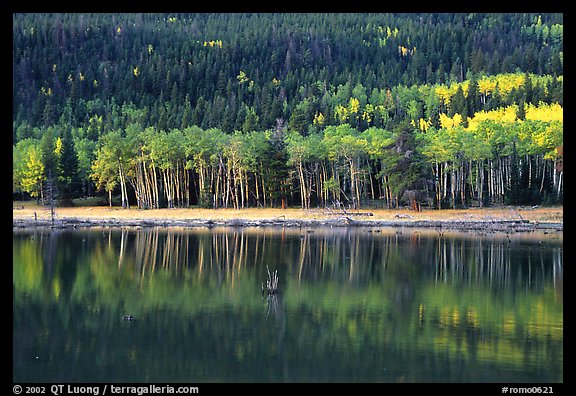 Aspen reflexions. Rocky Mountain National Park, Colorado, USA.