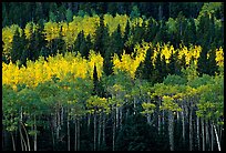 Aspens mixed with  conifers. Rocky Mountain National Park ( color)