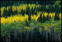 Aspens mixed with  conifers. Rocky Mountain National Park, Colorado, USA.