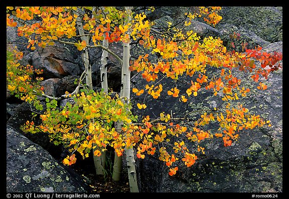 Colorful Aspen and boulders. Rocky Mountain National Park, Colorado, USA.