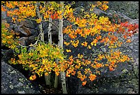 Colorful Aspen and boulders. Rocky Mountain National Park, Colorado, USA.