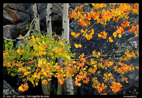 Colorful Aspen and boulders. Rocky Mountain National Park, Colorado, USA.