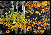 Colorful Aspen and boulders. Rocky Mountain National Park, Colorado, USA.