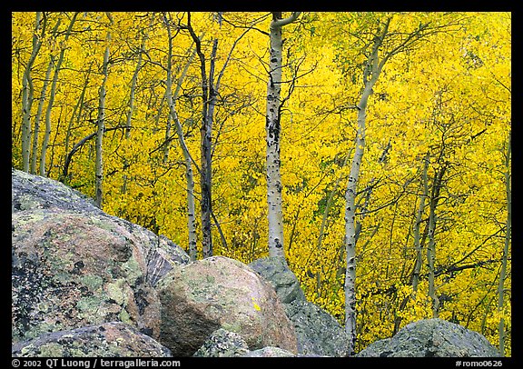 Aspens in autumn foliage and boulders. Rocky Mountain National Park (color)
