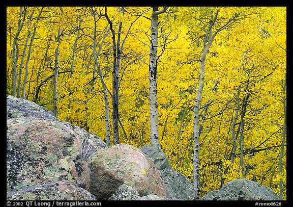 Aspens in autumn foliage and boulders. Rocky Mountain National Park, Colorado, USA.