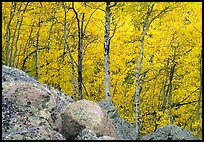 Aspens in autumn foliage and boulders. Rocky Mountain National Park, Colorado, USA.