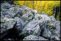 Field of large lichen-covered boulders and  aspens in fall foliage. Rocky Mountain National Park, Colorado, USA.