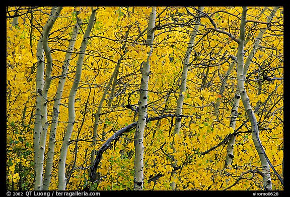 Yellow aspen foliage. Rocky Mountain National Park, Colorado, USA.