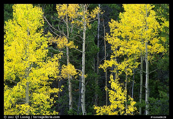 Yellow aspens in forest. Rocky Mountain National Park, Colorado, USA.