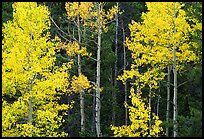 Yellow aspens in forest. Rocky Mountain National Park, Colorado, USA.