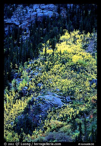 Distant view of bright aspens on mountainside. Rocky Mountain National Park, Colorado, USA.