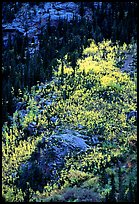 Distant view of bright aspens on mountainside. Rocky Mountain National Park, Colorado, USA. (color)