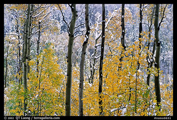 Yellow aspens with fresh snow. Rocky Mountain National Park, Colorado, USA.