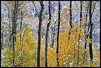 Yellow aspens with fresh snow. Rocky Mountain National Park ( color)